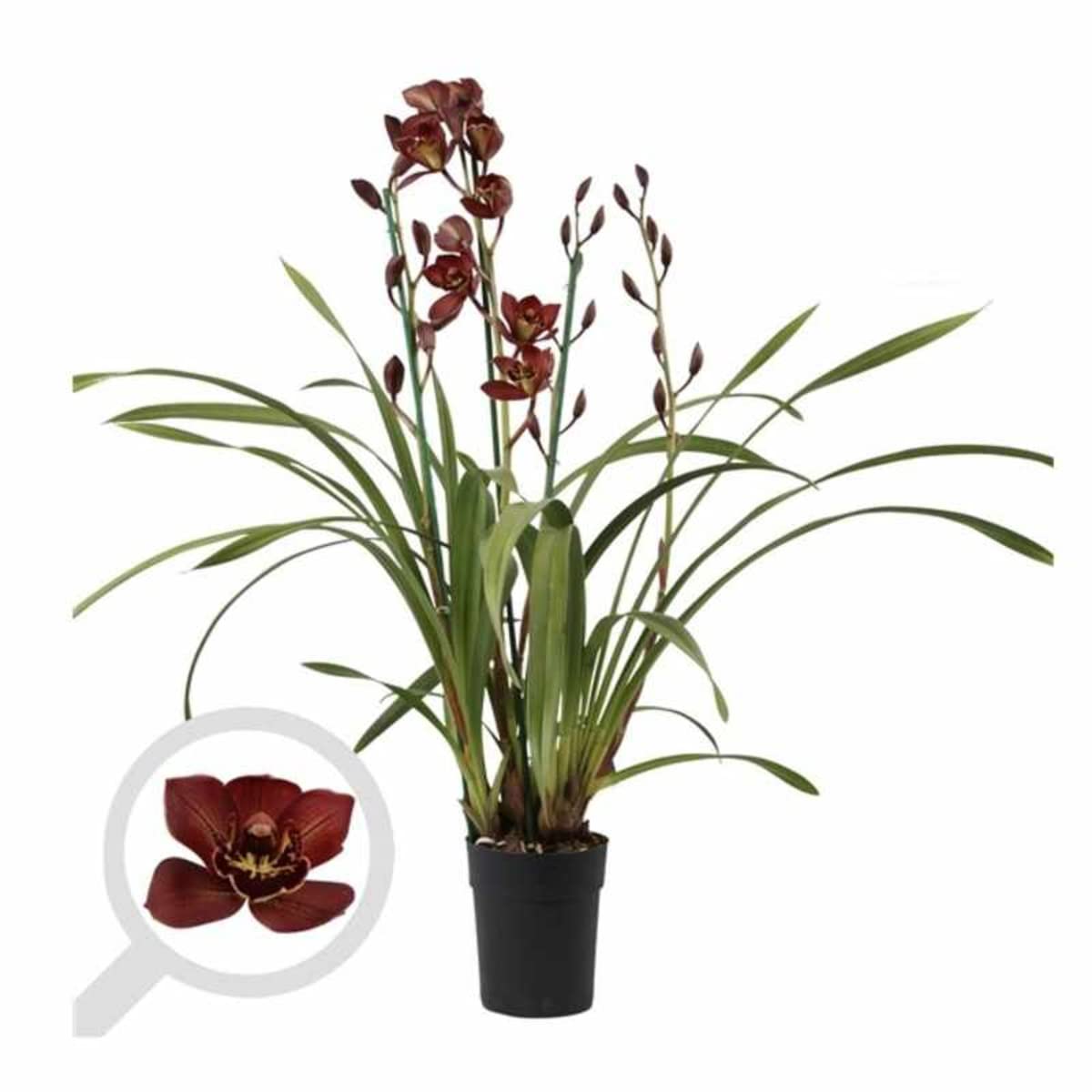 Verdecora Orquidea Cymbidium Extra | Flores perfectas para regalo | Cuidados sencillos ideal para principiantes | Planta natural de interior con flor en maceta de Ø14cm
