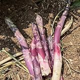 semillas de espárragos silvestres, balcón perennes resistentes orgánicas 100pcs