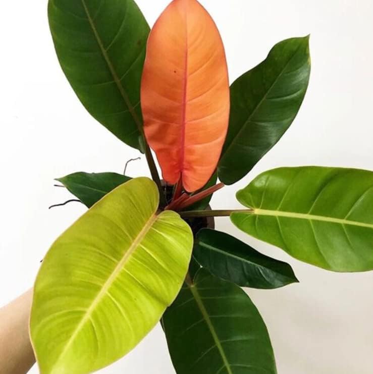 Miniatura 2 de Philodendron Plant Prince of Orange - Planta viva para macetas de 3 pulgadas adornos perennes para cultivo de jardín para cultivar bien regalo de