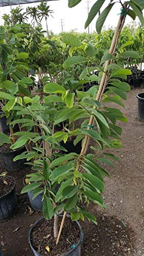 Atemoya Geffner Grafted Tree 1 Plants 3 to 4 Feet Tall | Home & Garden