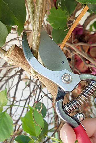 Elitexion Professional Heavy Duty Forged Bypass Pruning Shears, Garden Clippers, Hand Pruner Size 6 and 8 inches (Pack of 2)