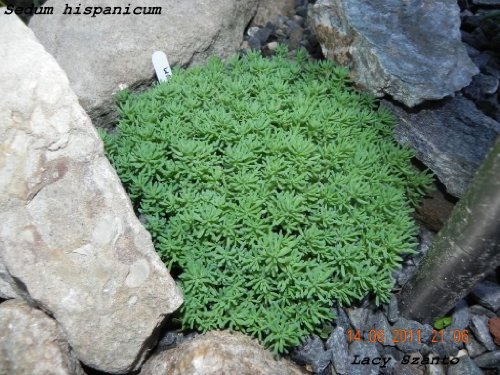 25 Spanish Stonecrop / Sedum Hispanicum Groundcover Flower Seedscomb S/H #TOP5