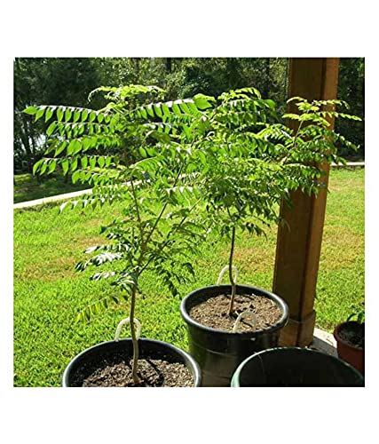 WoFLoo Live Kadi Patta/Mitha Neem, Curry Leaves Plant, with Pot Outdoor Plant (B0B2RQ3J6T) Amazon Price History, Amazon Price Tracker