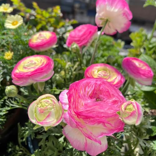 Ranunculus Bulbs, Native Garden Companion, Wildflower Mix Plant, naturalized Landscape Bulb, eco-Friendly Flora 12pcs