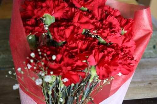 PURIZA ̓ J[l[V  ԑ ̓ j LO 20{ bh