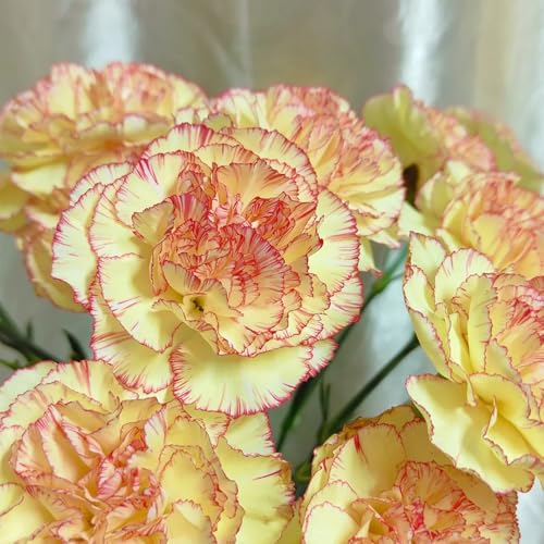 Semi di chiodi di garofano, da giardino roccioso resistenti Semi di garofano dolce, decorazione da giardino per esterni resistenti per il giardino perenni 50pcs