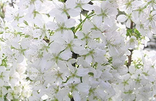 Prunus Brilliant White Dwarf Patio Flowering Cherry Tree 3-4ft Supplied in a 5 Litre Pot …