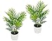 Flair Flower Künstliche Phoenix Palme im Topf 2er Set 35cm Tropische Kunstpflanze Mini Kunstpalme Kleine Palme Areca Tropenpflanzen Pflanze Grünpflanze Arekapalme Kunstbaum Topfpflanze