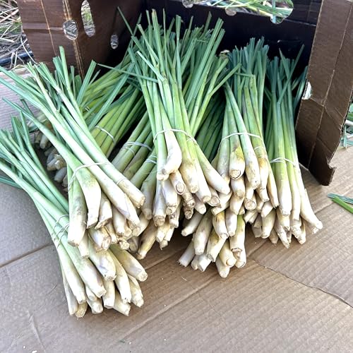 Generic 13 Fresh Lemongrass Stalks By Shiba Garden. Grown Farm Fresh