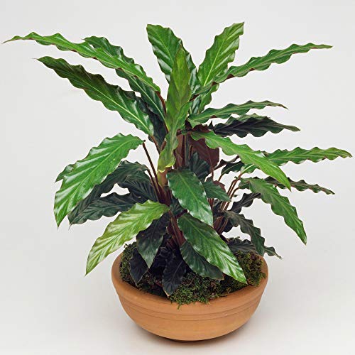 1 x Calathea Korbmarante Elger Grass Luftreinigende Zimmerpflanze 30-40 cm mit Topf