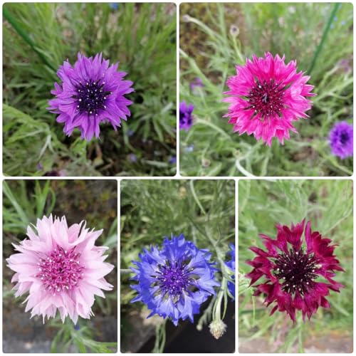 semi di fiordaliso biologici - decorative appartamento balcone esterni 300pcs