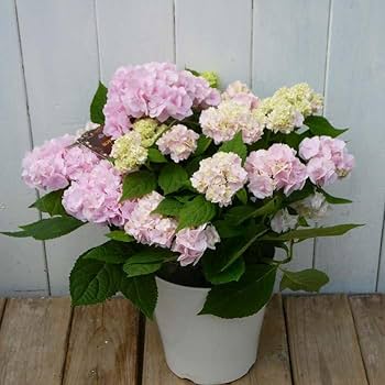 51UK1qLSCWL._AC_UF350, 51UK1qLSCWL._AC_UF350,