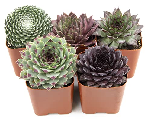 Sempervivum Succulents Plants Live Indoor Plants (5PK), Sempervivum Plants Live Houseplants, Hen and Chicks Live Plants Indoor House Plants, Rosette Succulent Plants in Plant Pots by Plants for Pets Sempervivum Succulents Plants Live Indoor Plants (5PK), Sempervivum Plants Live Houseplants, Hen and Chicks Live Plants Indoor House Plants, Rosette Succulent Plants in Plant Pots by Plants for Pets