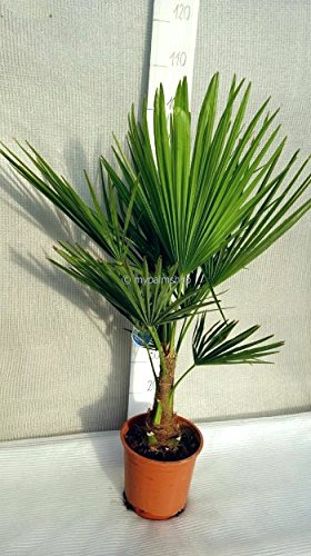 Winterharte Hanfpalme - Trachycarpus fortunei - 70-90 cm Topf Ø 22cm - 5ltr.