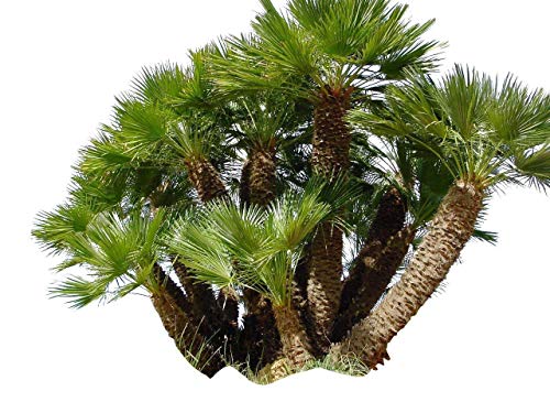 Zwergpalme 10 Samen ''Chamaerops humilis'' **Winterhart**