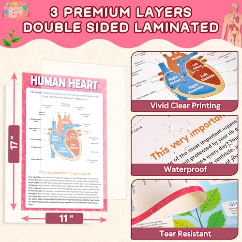 Image of KIDS KING 18 Learning Posters - Biology (11 inchx17 inch)
