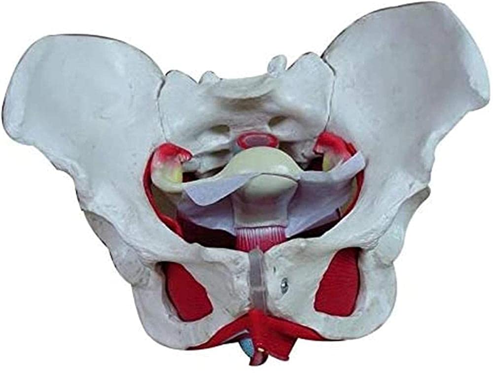 YNIYUJKL Skeleton, Removable Female Basin, Pelvic Floor Muscle, Uterus, Ovary, Educational Resources, Accessories For Educational Models.