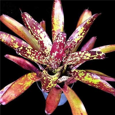 Bloom Green Co. 100 Unids Bromelia Rara Vegetales y Jardín de Frutas Plantas Suculentas Mini Macetas de Cactus Semillas de Crecimiento Natural para Jardinería en el Hogar: 12
