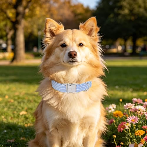 Image of ARING PET Boy Dog Collar for Puppy Small Medium Large Dogs-Blue Stripe L | Cute Male Heavy Duty Pet Collars with Metal Buckle for XS S M L XL Dogs, for City Seaside Walk Coffee Shop Pool Party Stroll