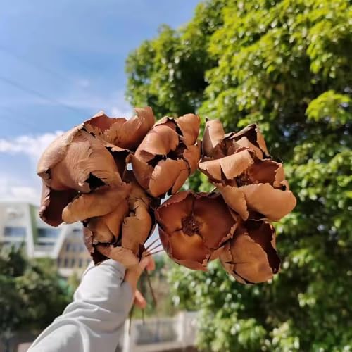 Flores Secas de Coco Boho, 4 Tallos para Decoración miniatura 5