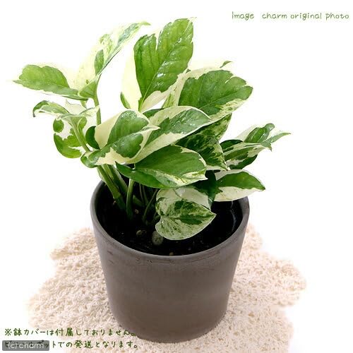 ⭐ポトス⭐リゾートポトス⭐サービスカット5本⭐発根済み Amazon.co.jp: 観葉植物 ポトス エンジョイ スクエアプラ鉢 3.5