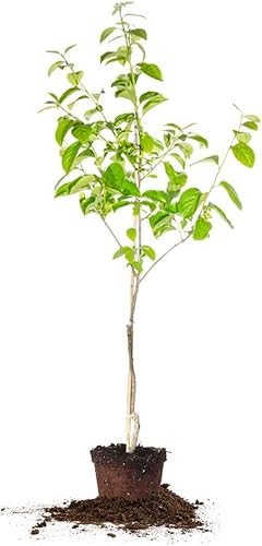 Perfect Plants Fuyu - Planta viva de caqui asiático, produce fruta, 4-5 pies, verde