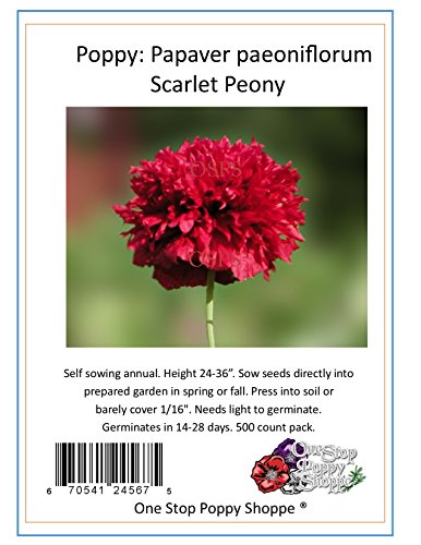 500 Poppy Flower Seeds. Scarlet Peony Poppies. One Stop Poppy Shoppe Brand.