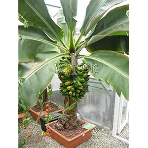 100 Samen Zwerg Bananenbaum