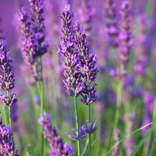 Aceite Esencial de Lavanda Orgánico Artesanal 5 ml miniatura 2