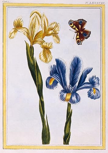 Toile peinture murale iris grand format pour habiller un mur vide