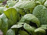 Mustard Seed Greens, Florida Broadleaf, Heirloom, Organic, Non-GMO, 25+ Seeds:Seeds : Package Contains seeds