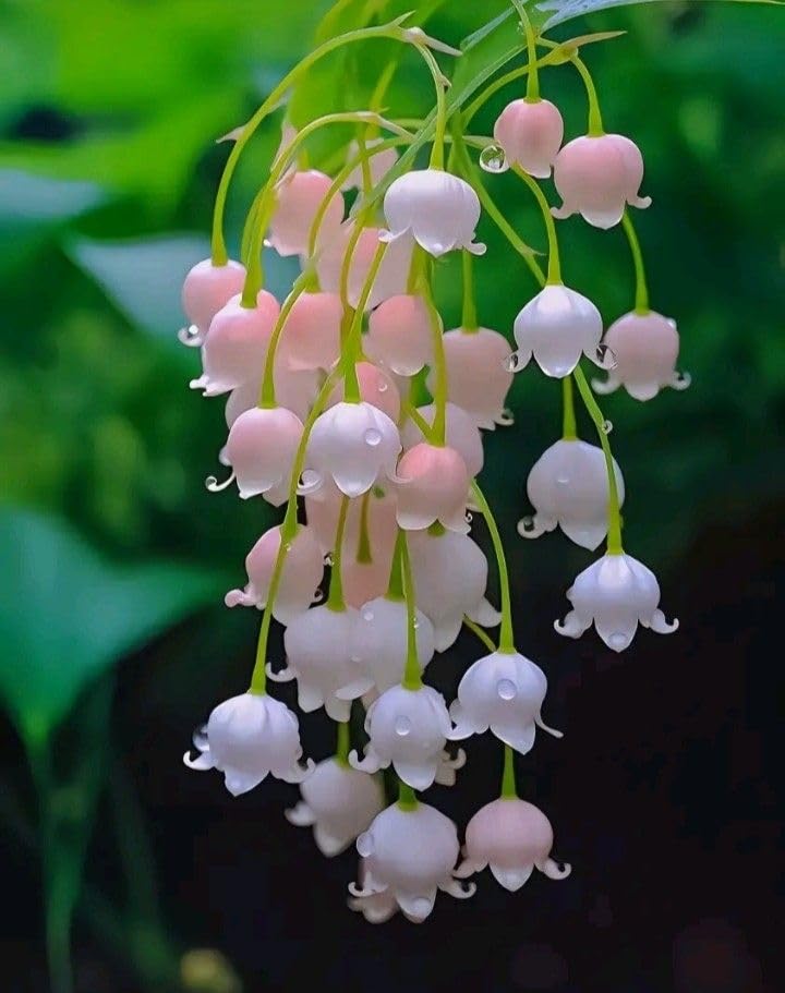 Beautiful Lily of The Valley for Planting UK, Hardy Perennial, Excellent Display, Mix Greening Flower, Natural Organic, Wedding, Balcony Garden-3 Bulbs-F