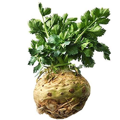 LEANO Garden - 100Pcs White Button Root Celery Seeds Garden Courtyard Delicious Vegetable Plant Vegetables