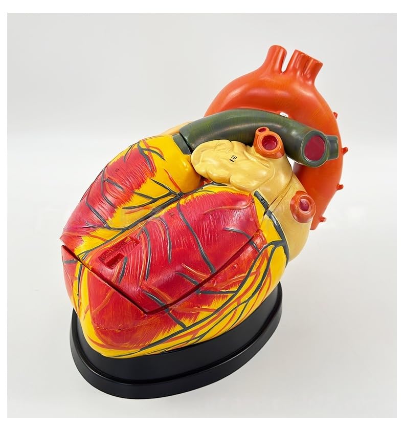 Anatomiczny model ludzkiego serca, 4-krotny powiększony, 3-częściowa konstrukcja magnetyczna, 39 oznakowanych struktur, podstawa wystawowa z podręcznikiem do nauki anatomii do edukacji medycznej