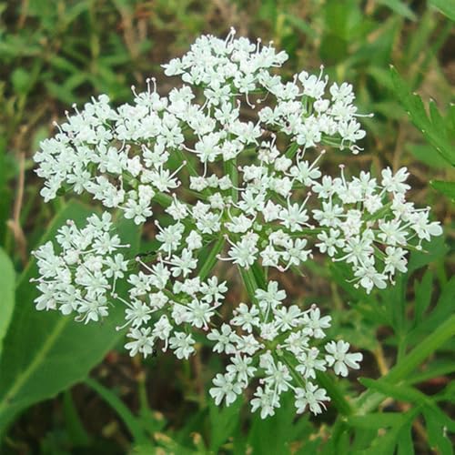 Semi di levistico, prodotti sostenibili giardino semi di aromatiche rare 500pcs