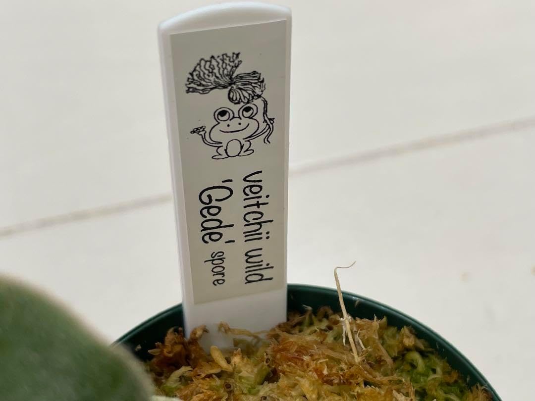 尖る トキントキン veitchii wild Gede sporeビカクシダ