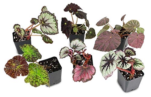 Portal Cool King Begonia // Yukon Fro : King Begonia / Begonia Plug Factory / Rhizome/More