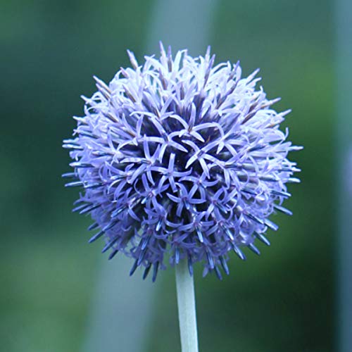 【紫桜館山の花屋】宿根草:エキノプス ルリタマアザミ 素掘り苗5株 【紫桜館山の花屋】宿根草:エキノプス ルリタマアザミ 素掘り苗5株