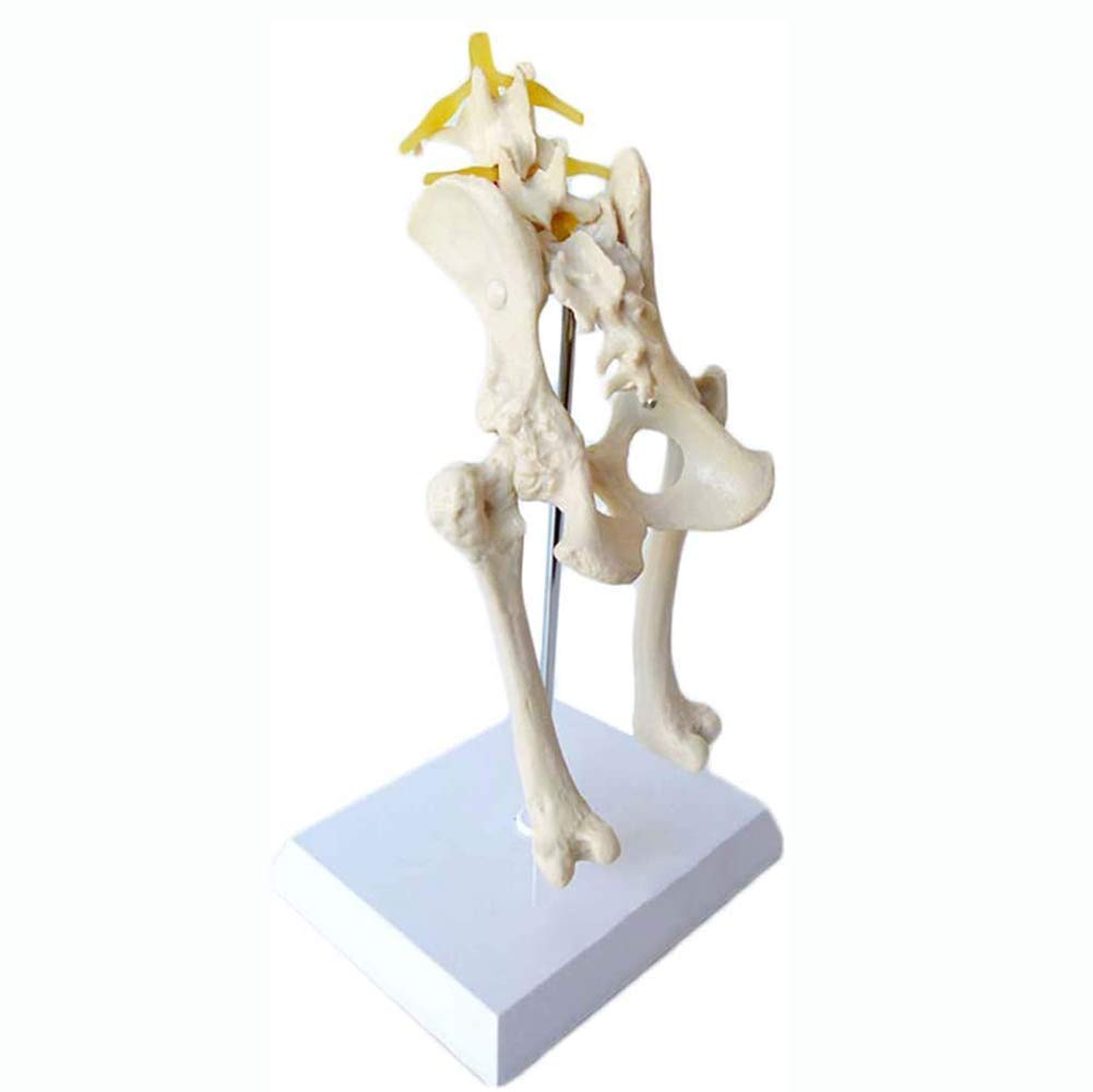 Sjdopulse Animal Anatomical Model, Dog Anatomical Dog Hip Belt Femur Model, Natural Large, Medical Education And Scientific Research