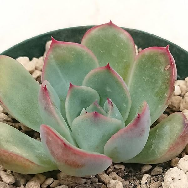 Amazon.co.jp: 多肉植物 エケベリア属 プレリンゼ カット小苗 7.5cm