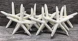 Real Starfish Decor - (10 pk) 4-5" Assorted White Starfish - Starfish for Crafts - White Starfish Dé