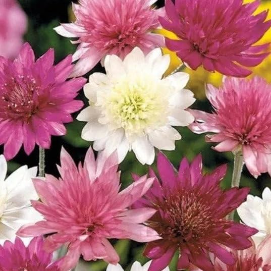 Plant World Seeds - Xeranthemum Annuum 'Lumina Double Mixed' Seeds (Annual Flower Seeds)