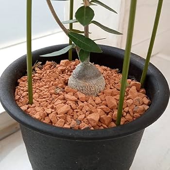 フォッケア エデュリス（火星人）　鉢ごと発送 井田大介 Daisuke Ida | ウチの巨大なフォッケア エデュリス