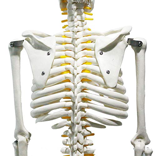 Modèle pédagogique de squelette humain 85 cm pour démonstration médicale