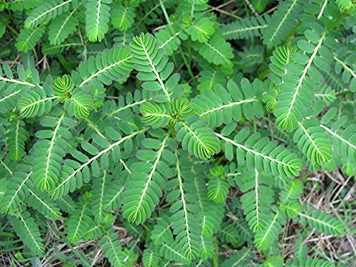 HERBALISM Phyllanthus Tratemus Bhui Amla, Bhumi Amla 4 Months Old Sapling Plants (B0987T1J9B) Amazon Price History, Amazon Price Tracker
