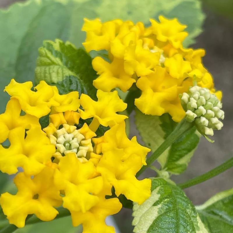 4 Colorful Perennial Lantana Trees Live Plants, Trailing Yellow Blooms, Hardy and Long Blooming Seasons, Fragrant, 5-10" in Tall, Full Sun Growing
