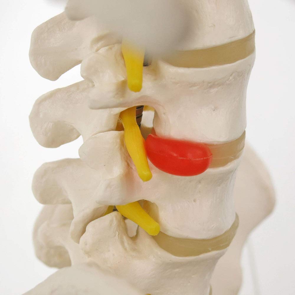 3B Scientific A56/2 Colonna Vertebrale Flessibile Classica, con Cassa Toracica e Tronchi del Femore + software gratuito di anatomia - 3B Smart Anatomy