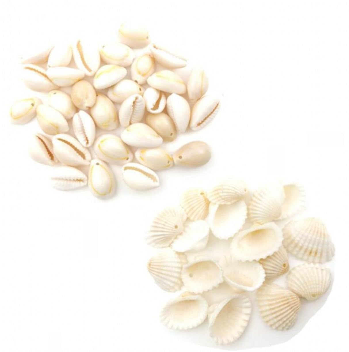 YJIUYUANQ Natural Conch Shells with Holes for Home Hat Shoes Decoration DIY Craft Project, 2 Stlye,200-PACK, As Show