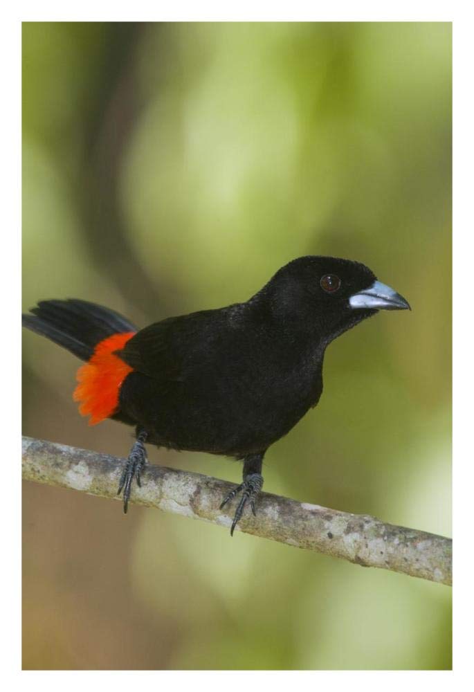 Artworks Italia Scarlet-rumped Tanager male, Costa Rica-Paper Art-22"x32"