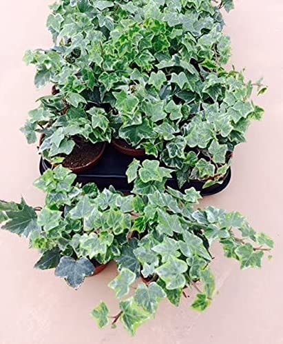 Hedera Helix x 10 Evergreen Ivy Shrub 9cm Pots